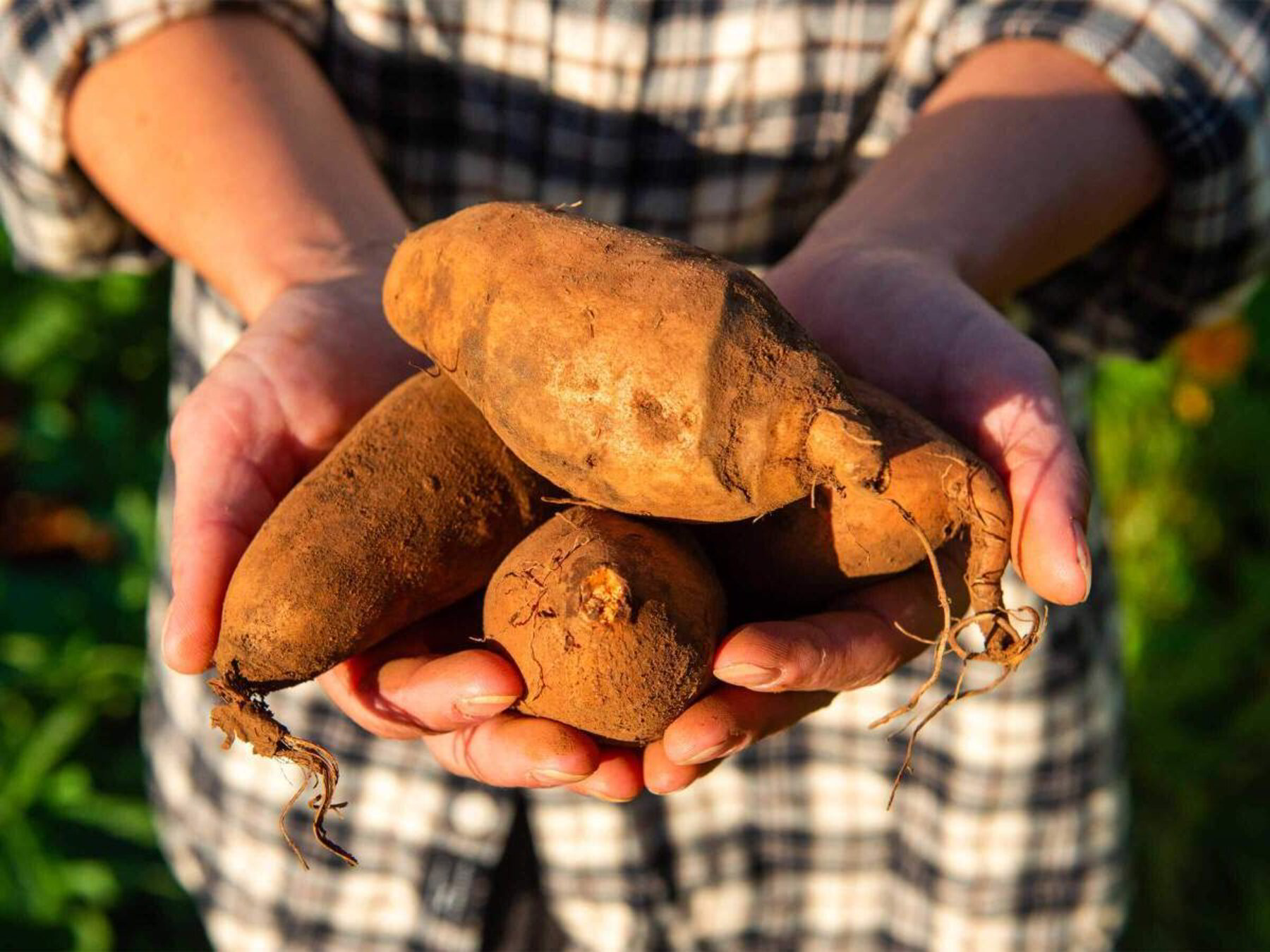 Batata
