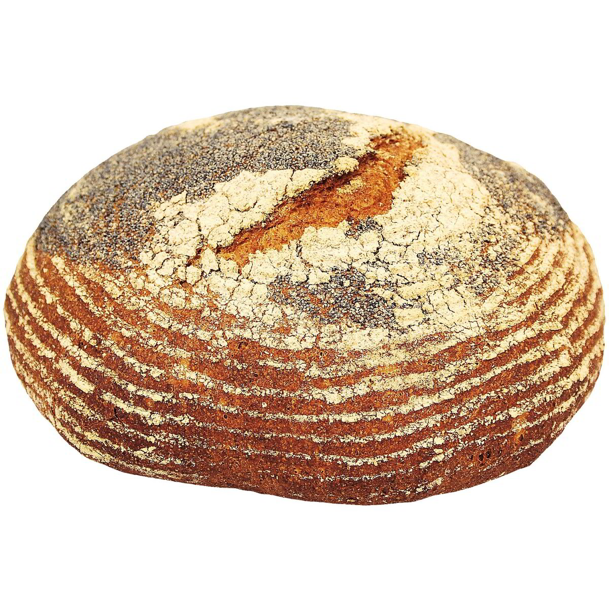 Pane segale-backferment a lievitazione naturale