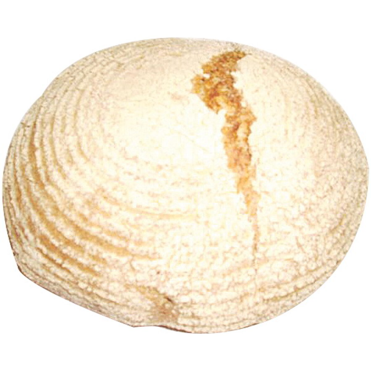 Pane integrale backferment