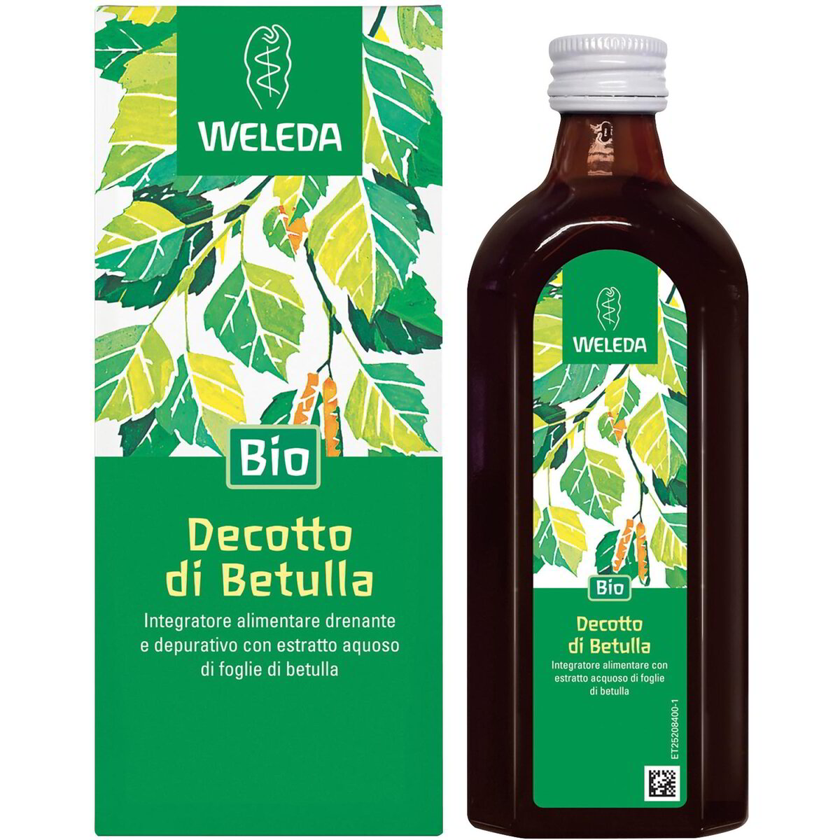 Decotto di Betulla