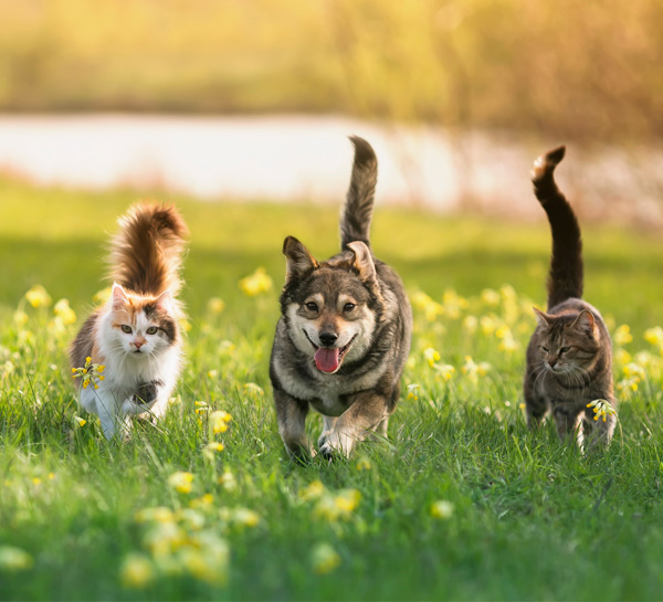 amici animali